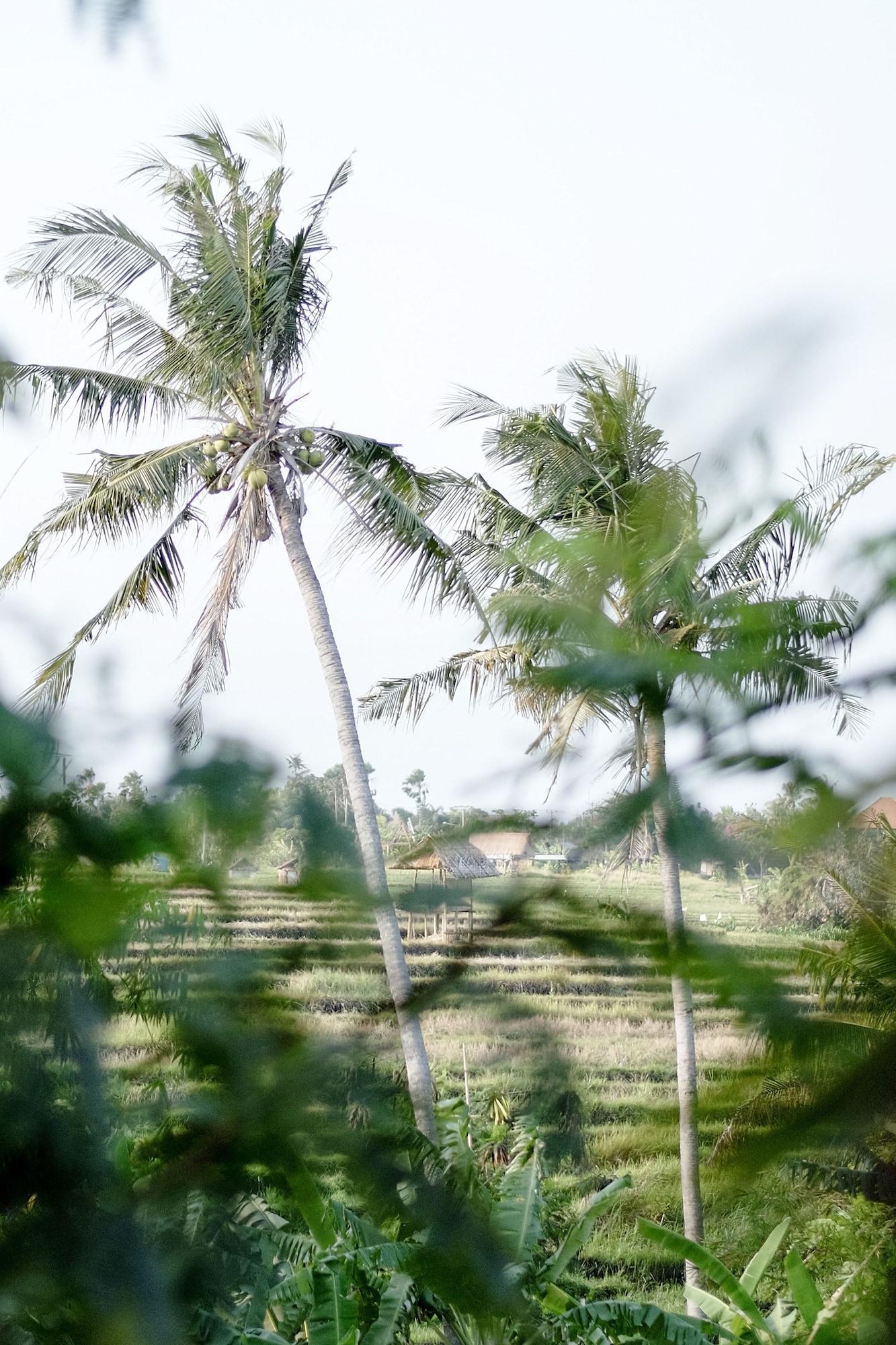 Planta Boutique Resort Canggu Dış mekan fotoğraf